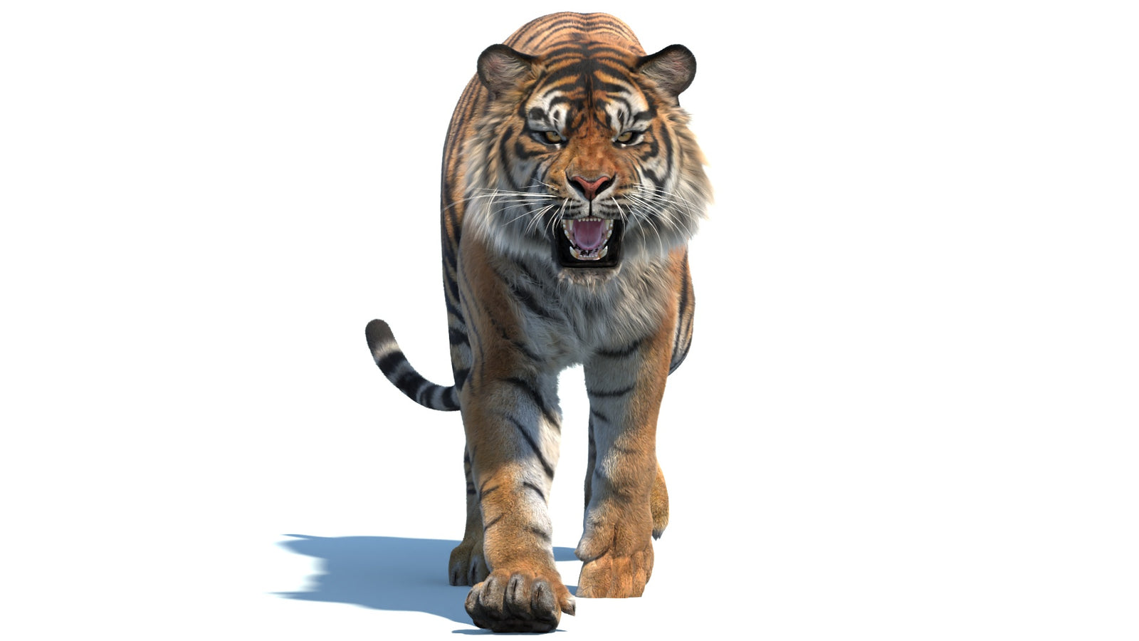 Animated Sumatran Tiger 3D Model Fur 360° view 2 frame 2