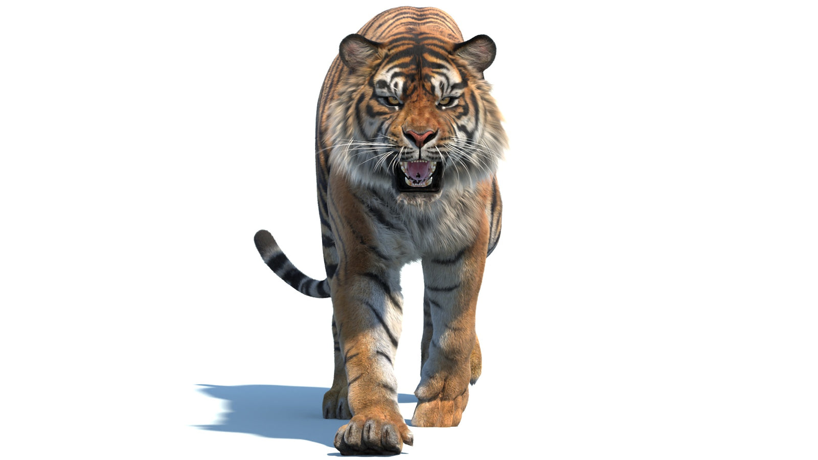 Animated Sumatran Tiger 3D Model Fur 360° view 2 frame 3