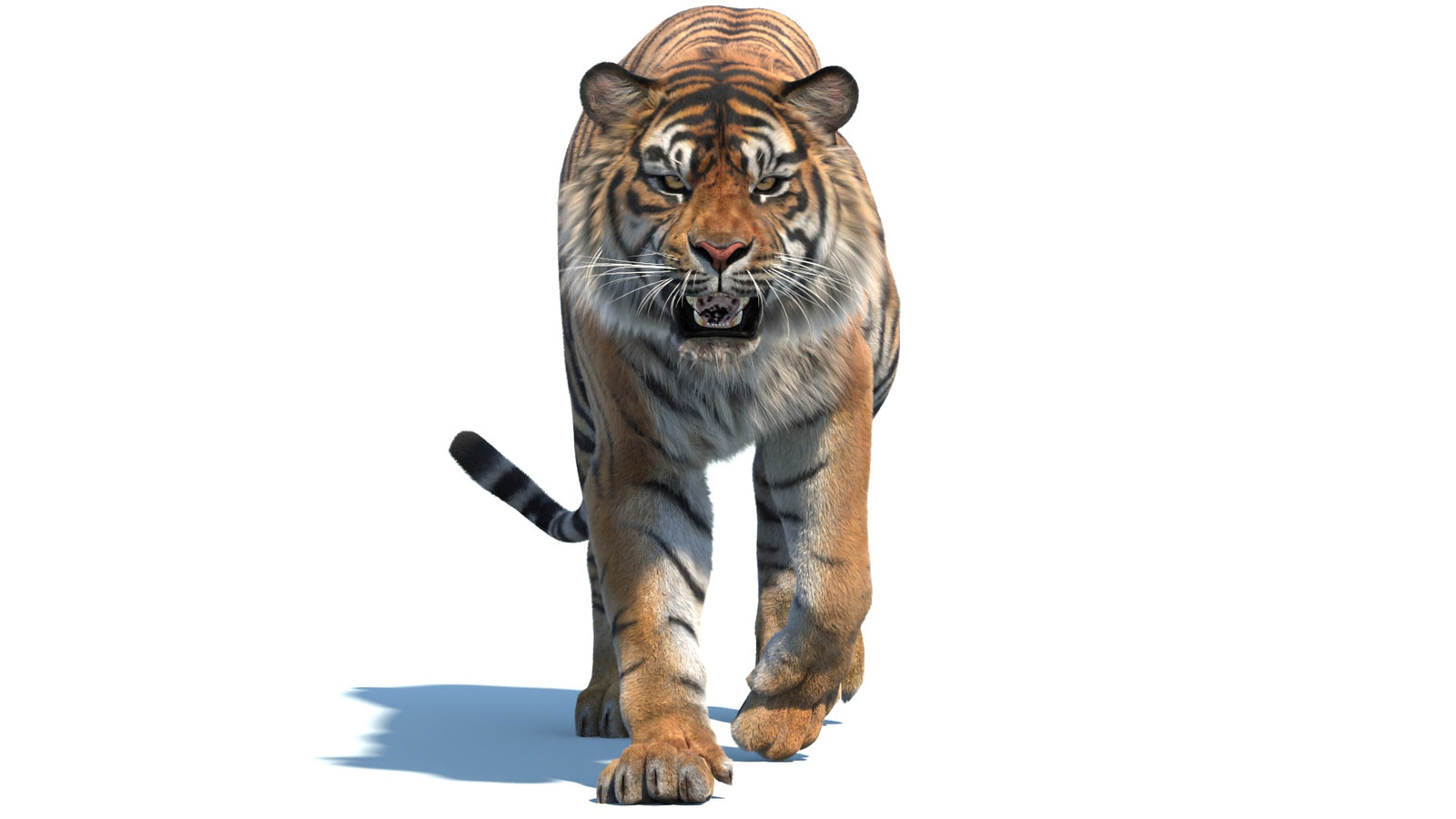 Animated Sumatran Tiger 3D Model Fur 360° view 2 frame 6