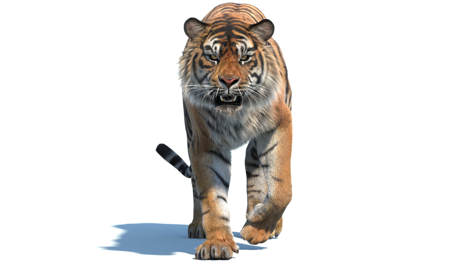 Animated Sumatran Tiger 3D Model Fur 360° view 2 frame 8