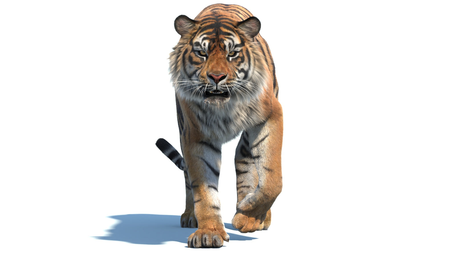 Animated Sumatran Tiger 3D Model Fur 360° view 2 frame 9