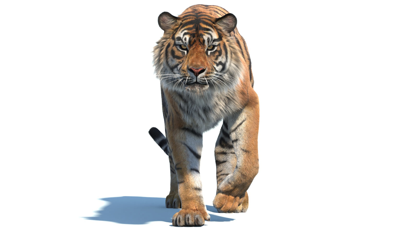 Animated Sumatran Tiger 3D Model Fur 360° view 2 frame 10