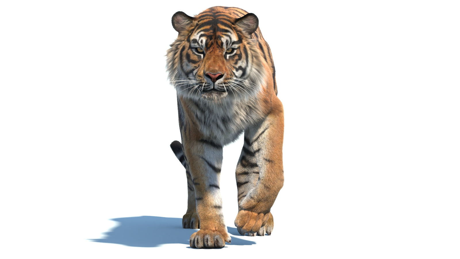Animated Sumatran Tiger 3D Model Fur 360° view 2 frame 11