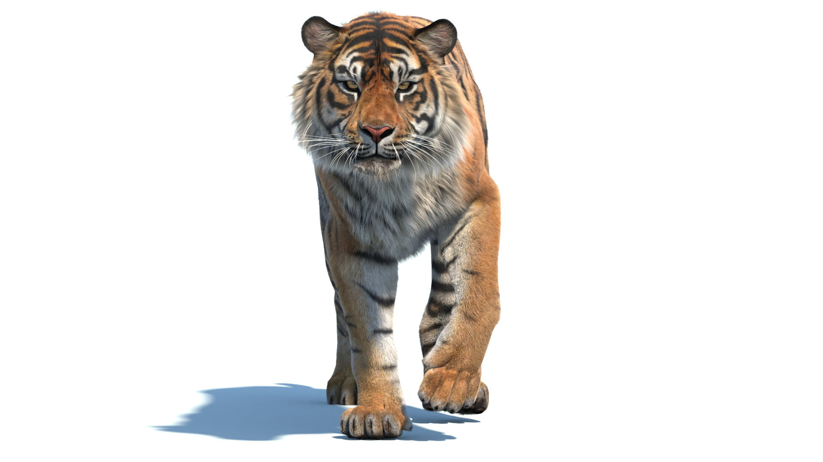 Animated Sumatran Tiger 3D Model Fur 360° view 2 frame 13