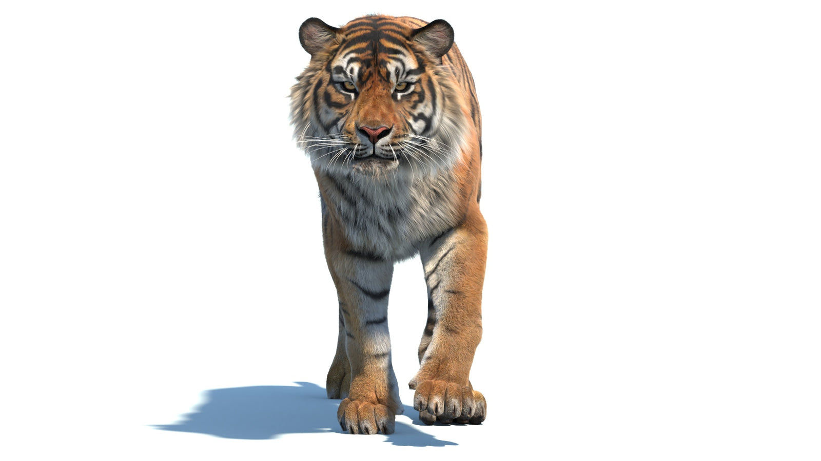 Animated Sumatran Tiger 3D Model Fur 360° view 2 frame 16