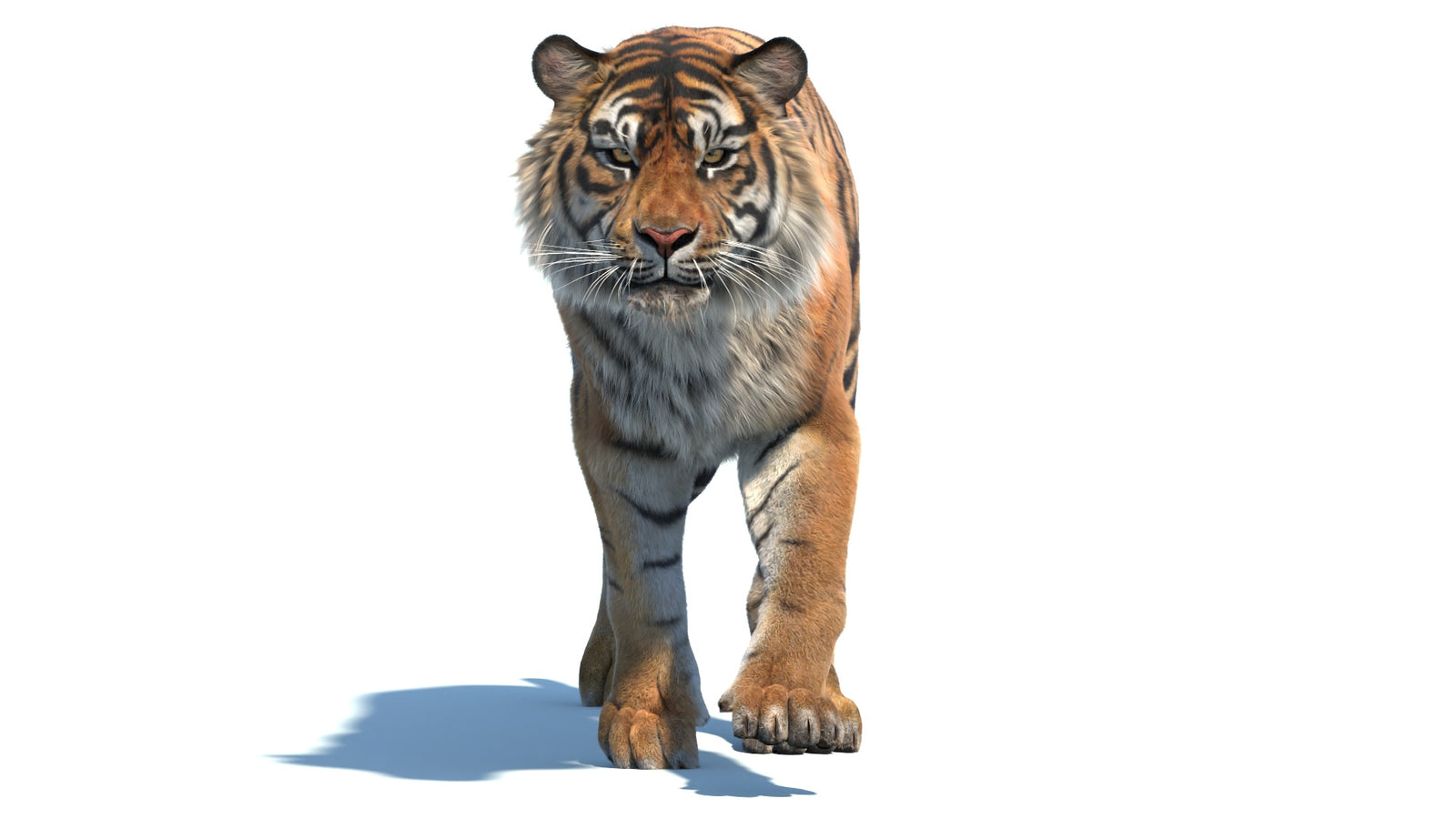 Animated Sumatran Tiger 3D Model Fur 360° view 2 frame 17