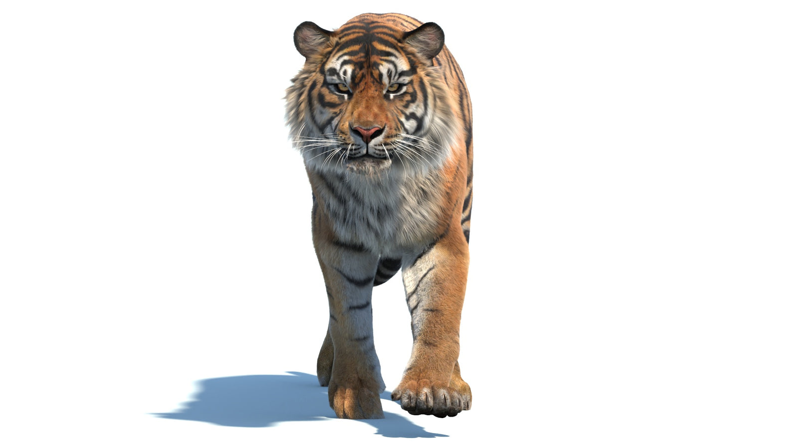 Animated Sumatran Tiger 3D Model Fur 360° view 2 frame 18