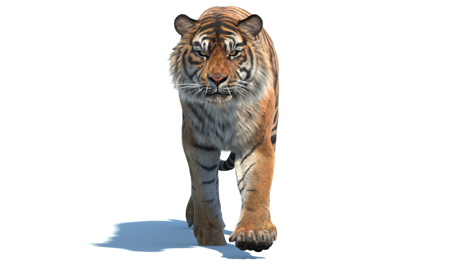 Animated Sumatran Tiger 3D Model Fur 360° view 2 frame 19