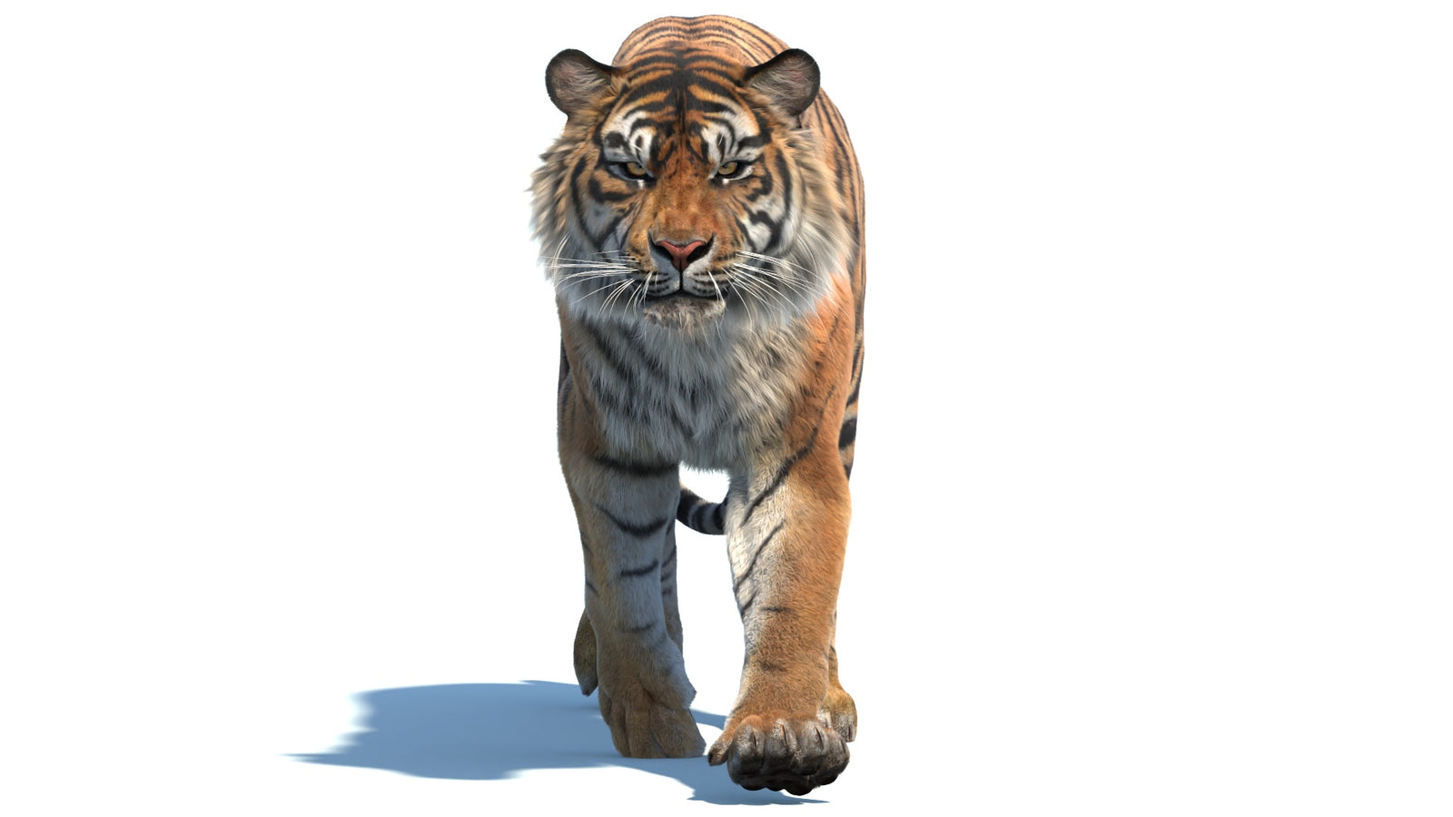 Animated Sumatran Tiger 3D Model Fur 360° view 2 frame 20