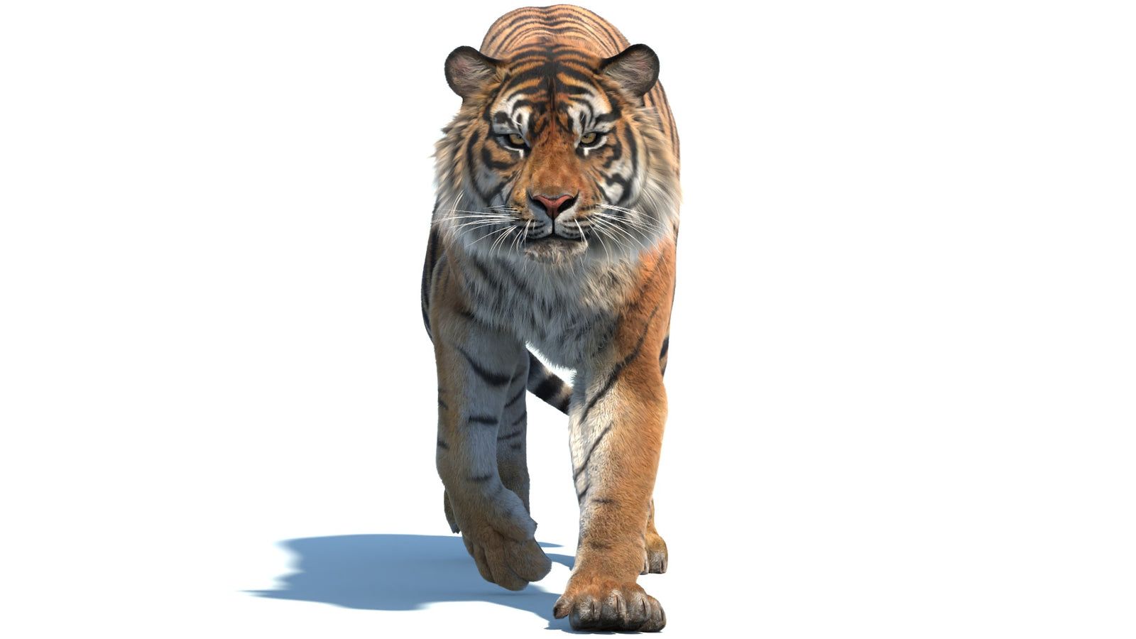 Animated Sumatran Tiger 3D Model Fur 360° view 2 frame 23
