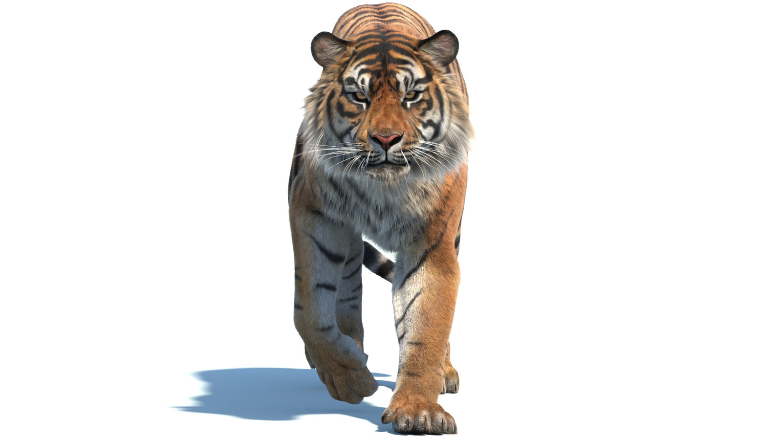 Animated Sumatran Tiger 3D Model Fur 360° view 2 frame 24