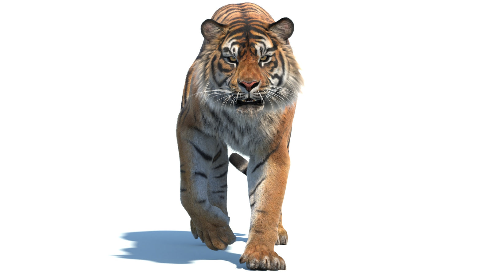 Animated Sumatran Tiger 3D Model Fur 360° view 2 frame 26