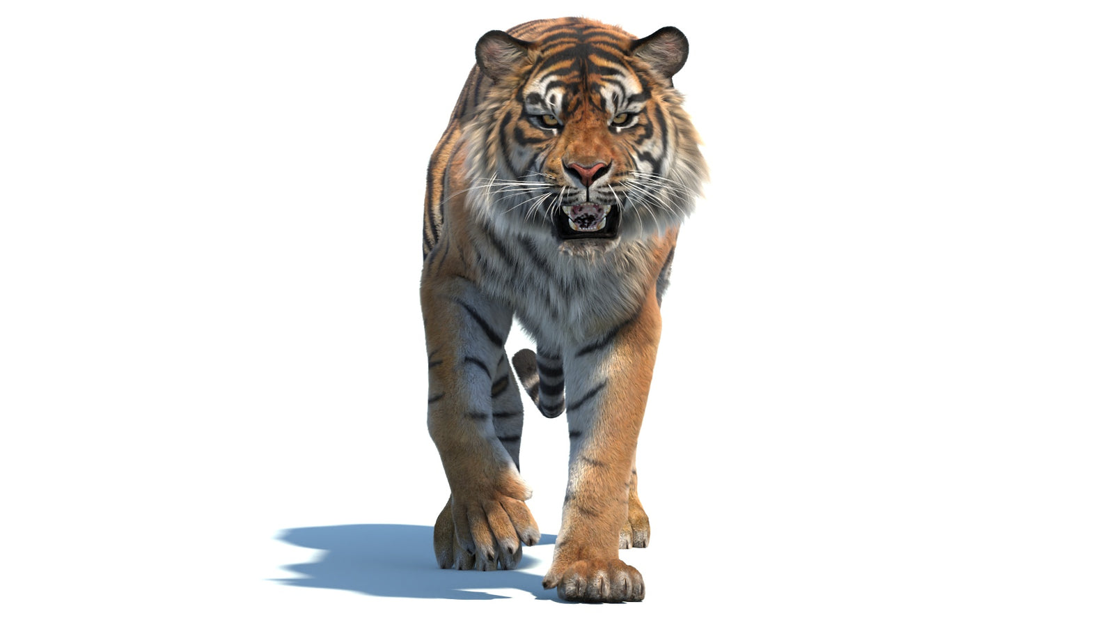 Animated Sumatran Tiger 3D Model Fur 360° view 2 frame 30