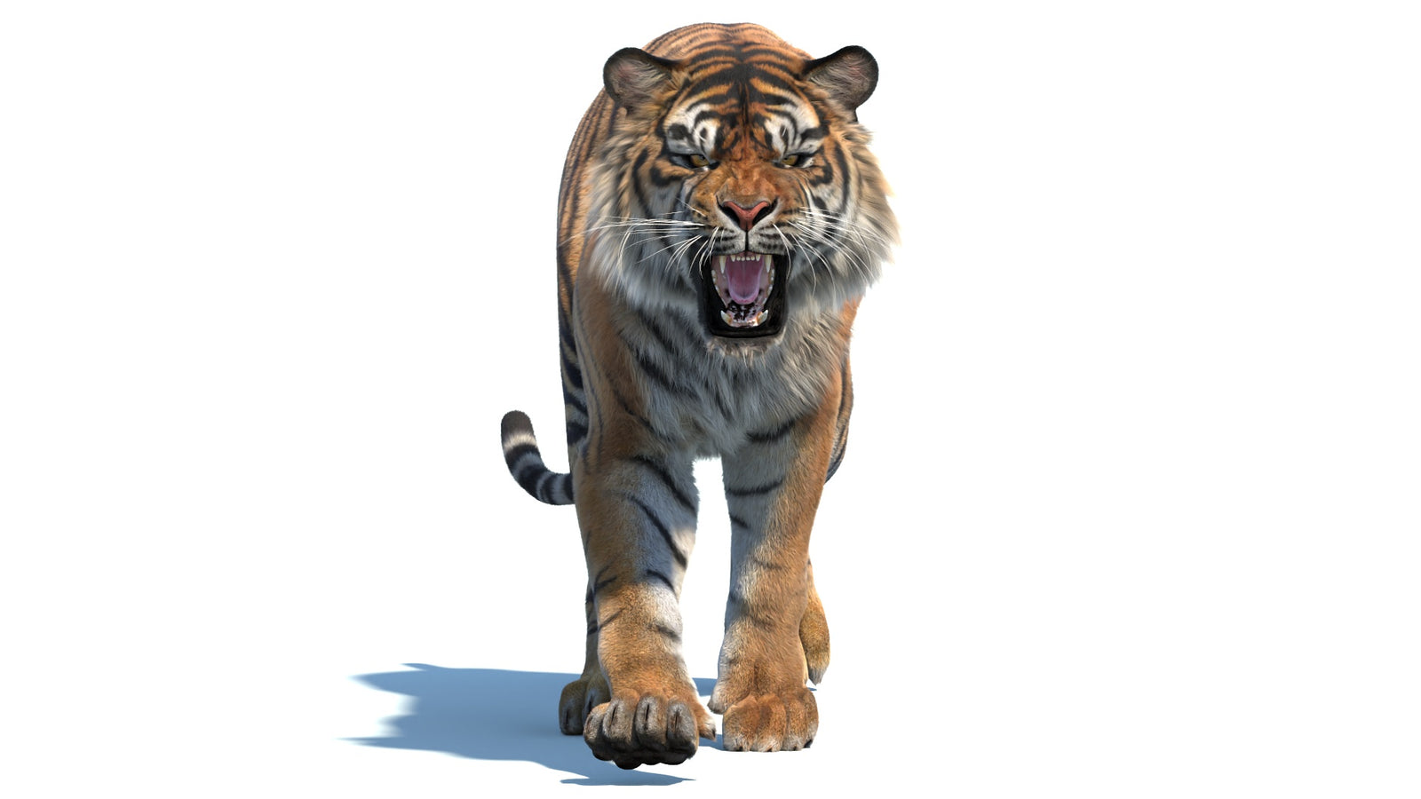 Animated Sumatran Tiger 3D Model Fur 360° view 2 frame 36