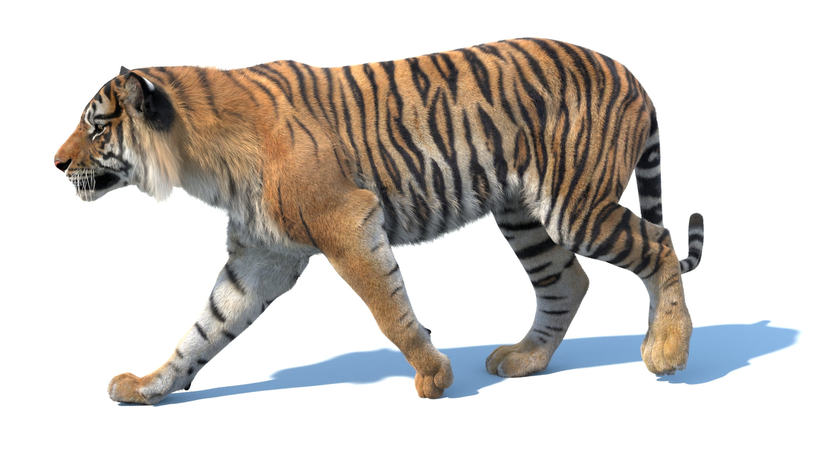 Animated Sumatran Tiger 3D Model Fur 360° view 3 frame 4