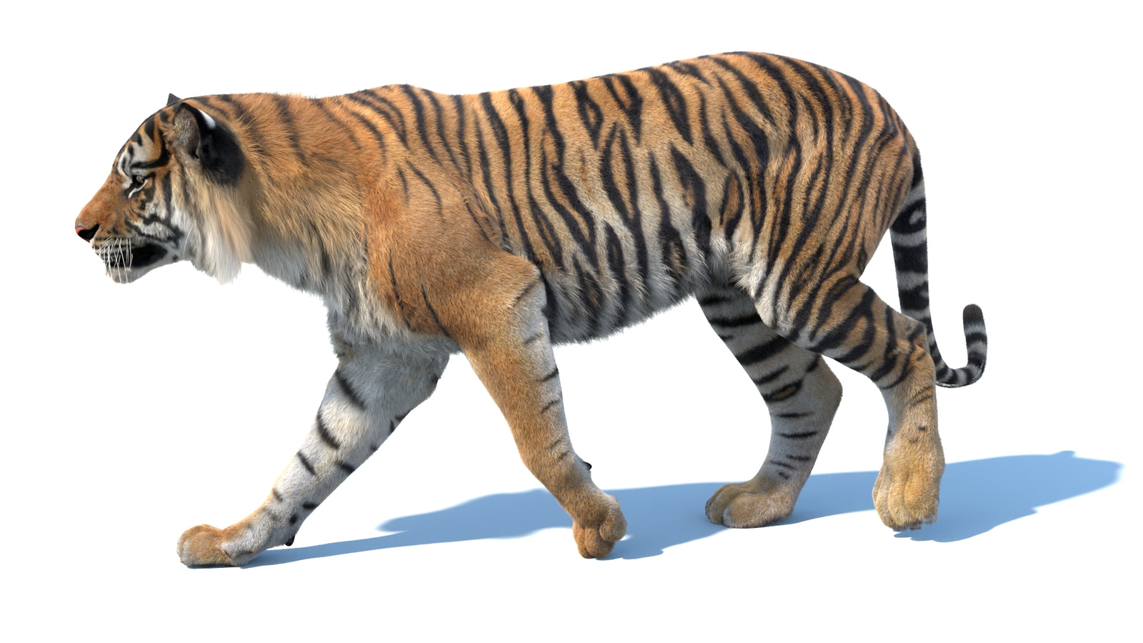 Animated Sumatran Tiger 3D Model Fur 360° view 3 frame 5