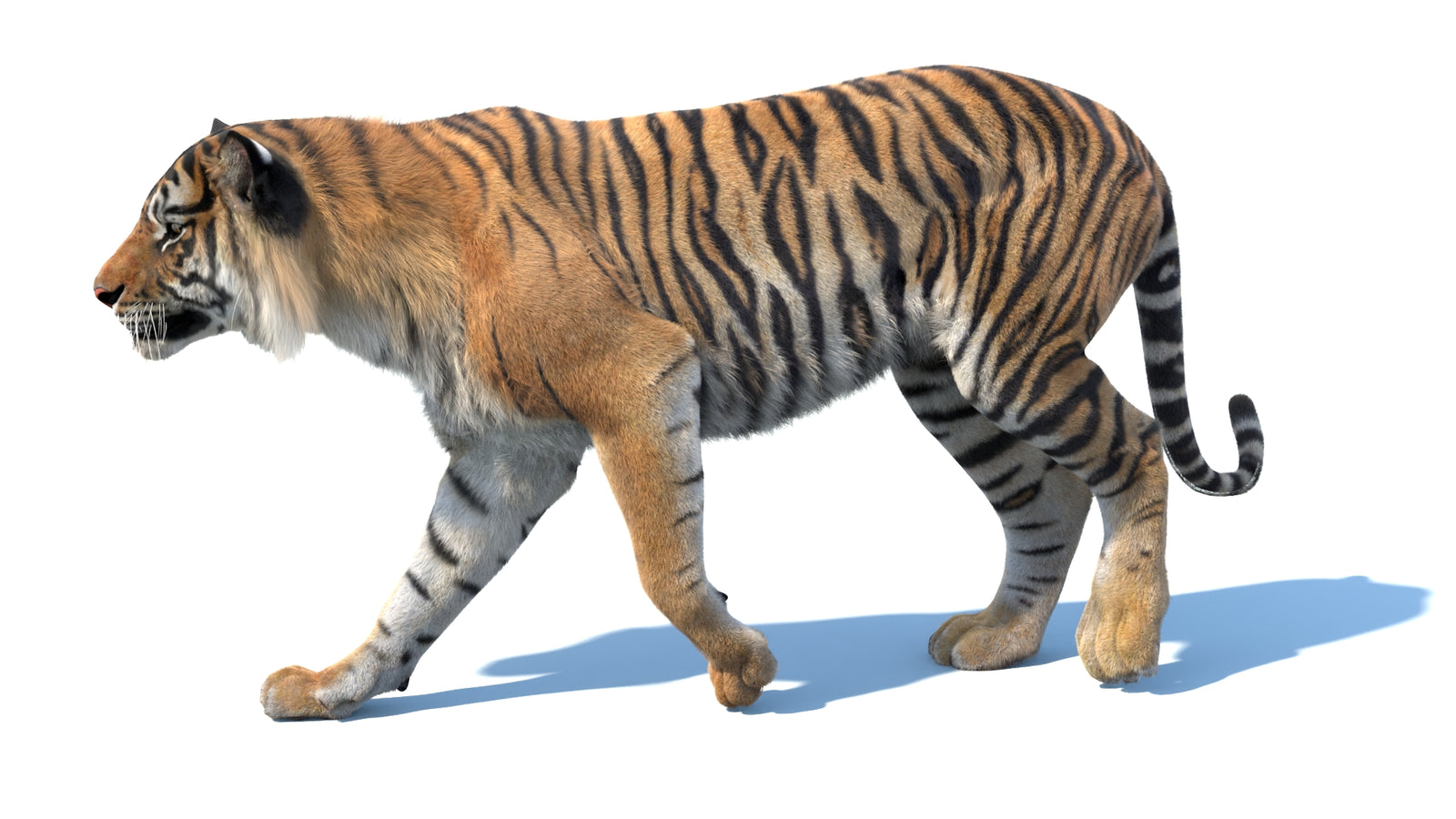 Animated Sumatran Tiger 3D Model Fur 360° view 3 frame 6
