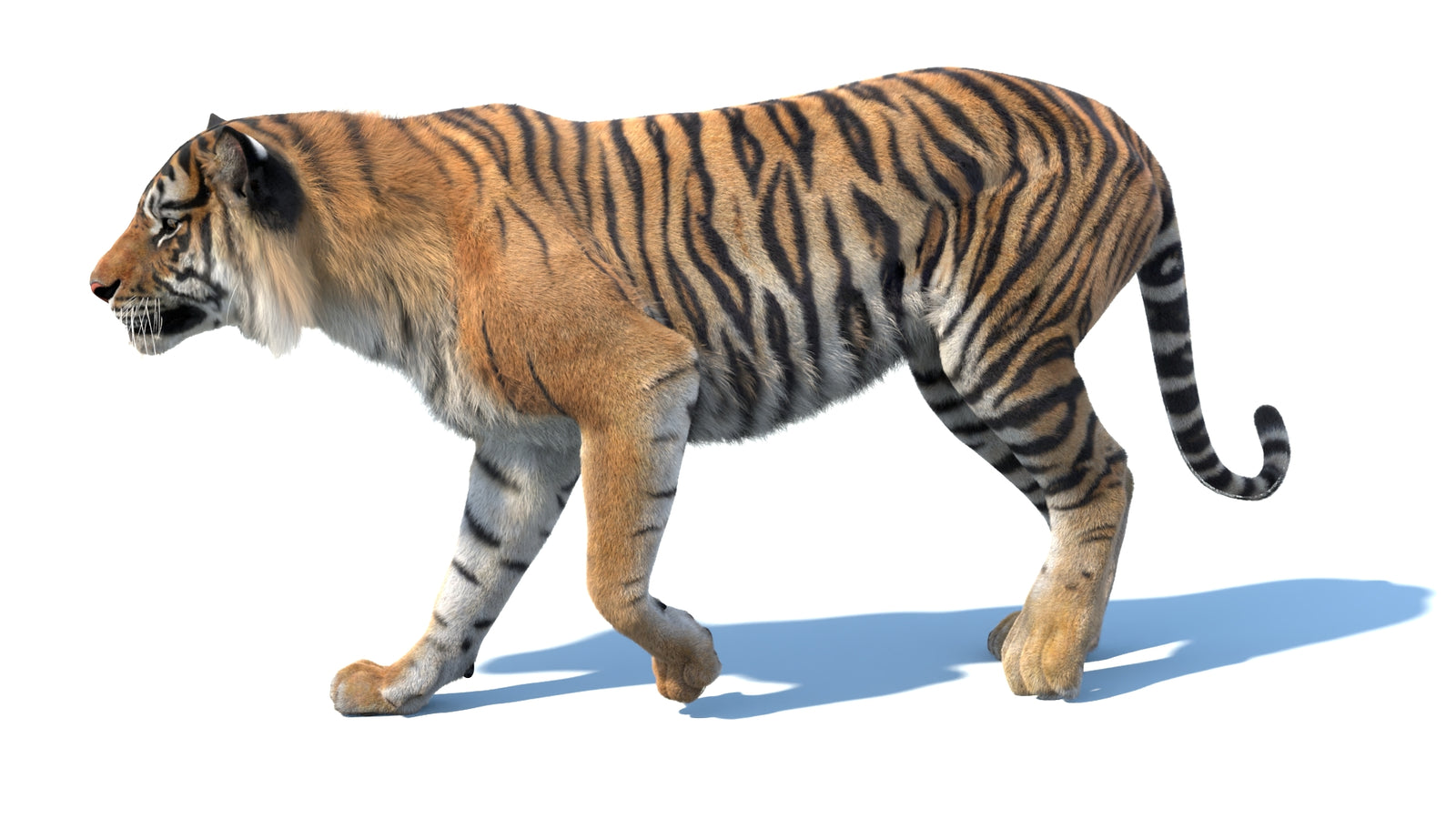 Animated Sumatran Tiger 3D Model Fur 360° view 3 frame 8