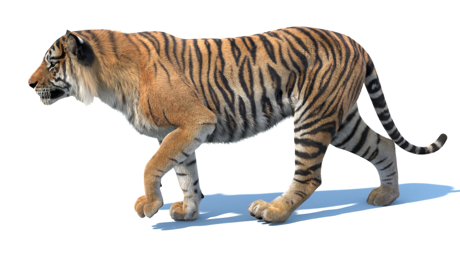 Animated Sumatran Tiger 3D Model Fur 360° view 3 frame 14