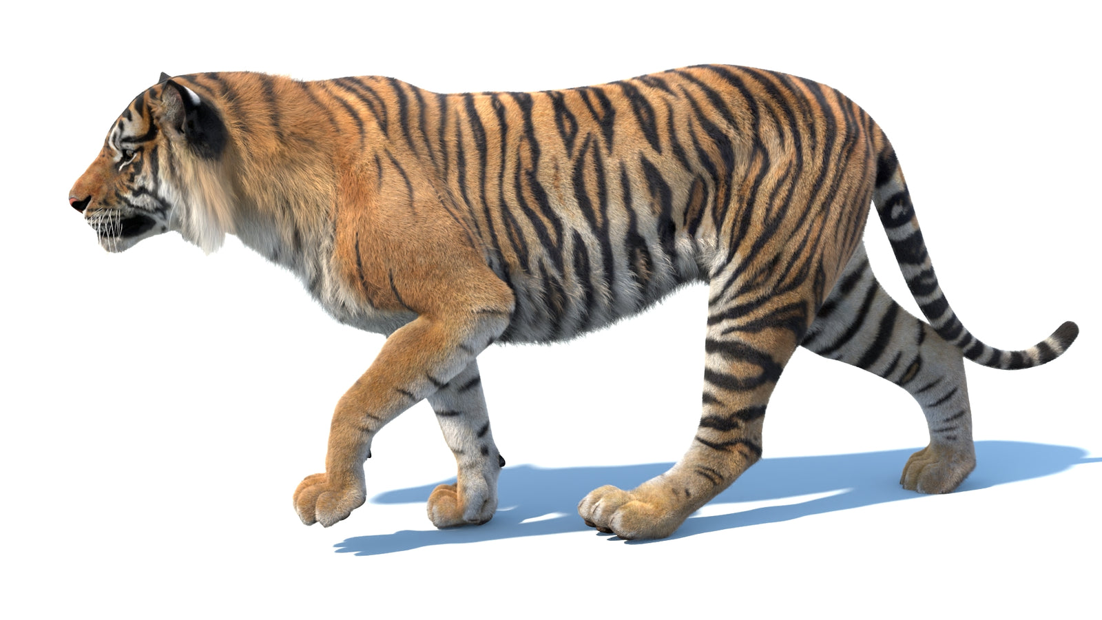 Animated Sumatran Tiger 3D Model Fur 360° view 3 frame 15