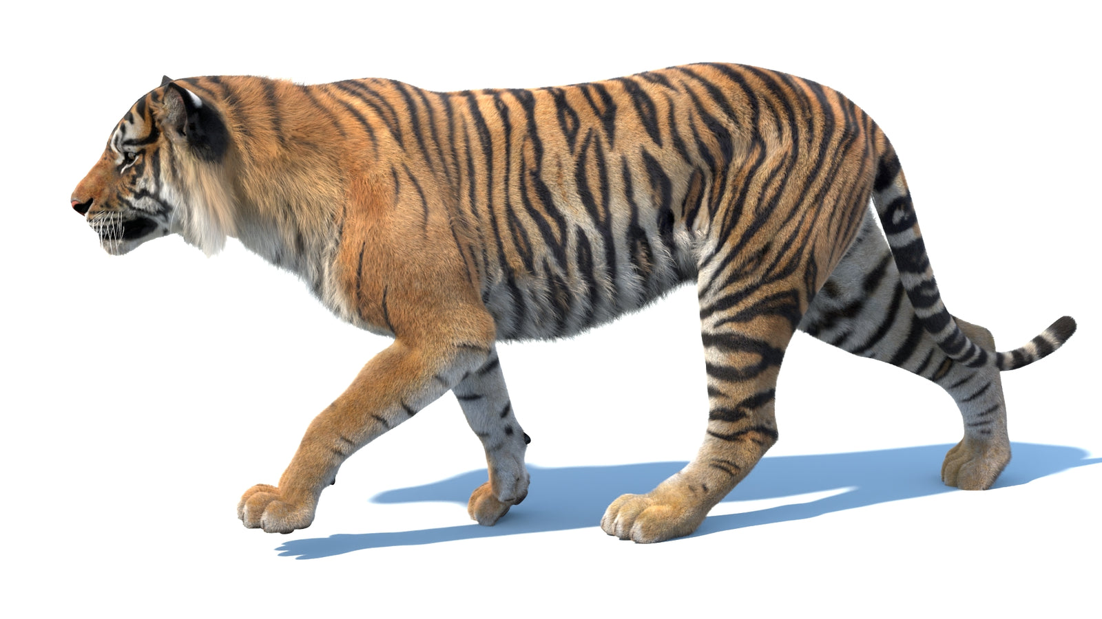 Animated Sumatran Tiger 3D Model Fur 360° view 3 frame 17
