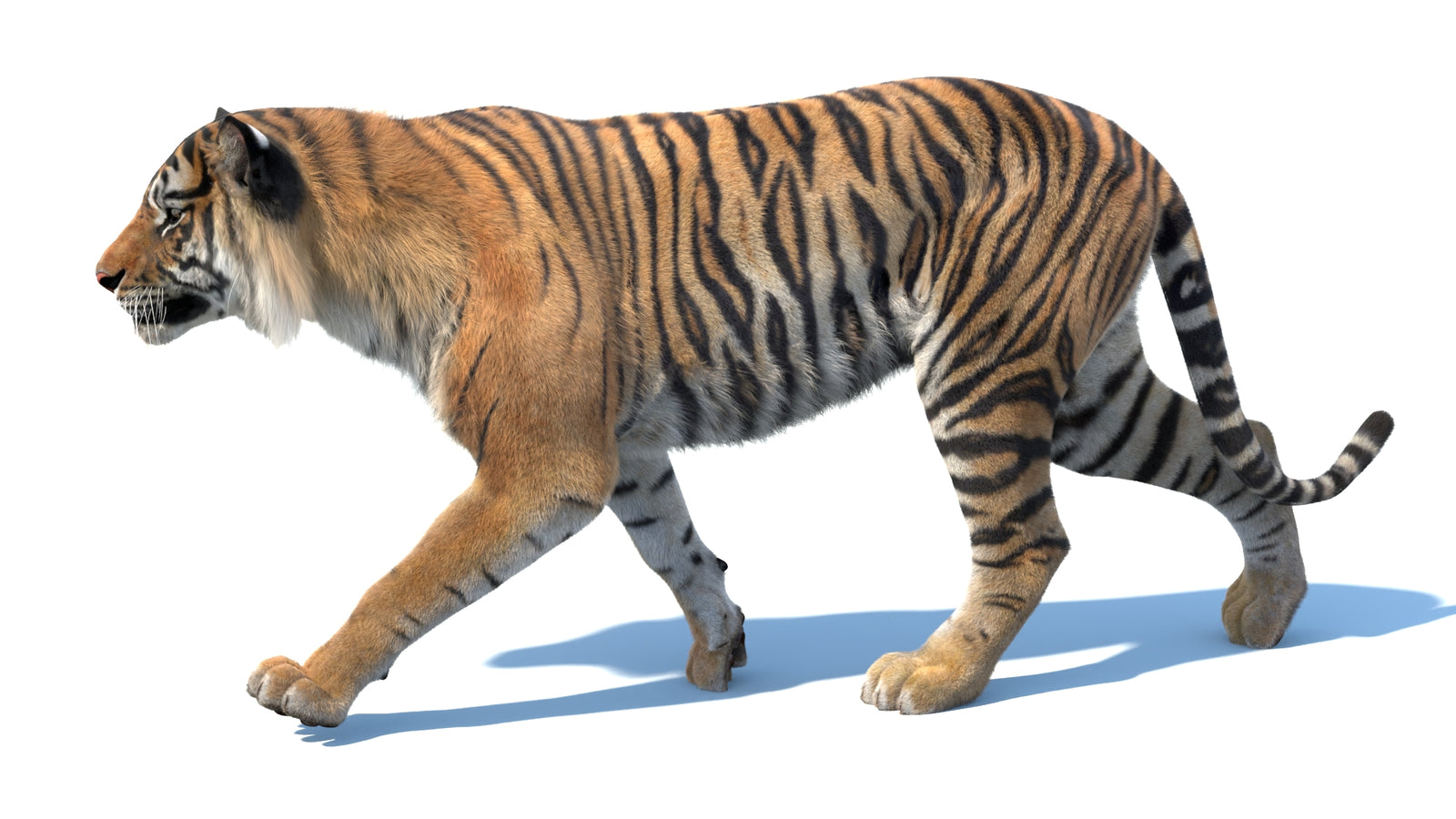 Animated Sumatran Tiger 3D Model Fur 360° view 3 frame 19