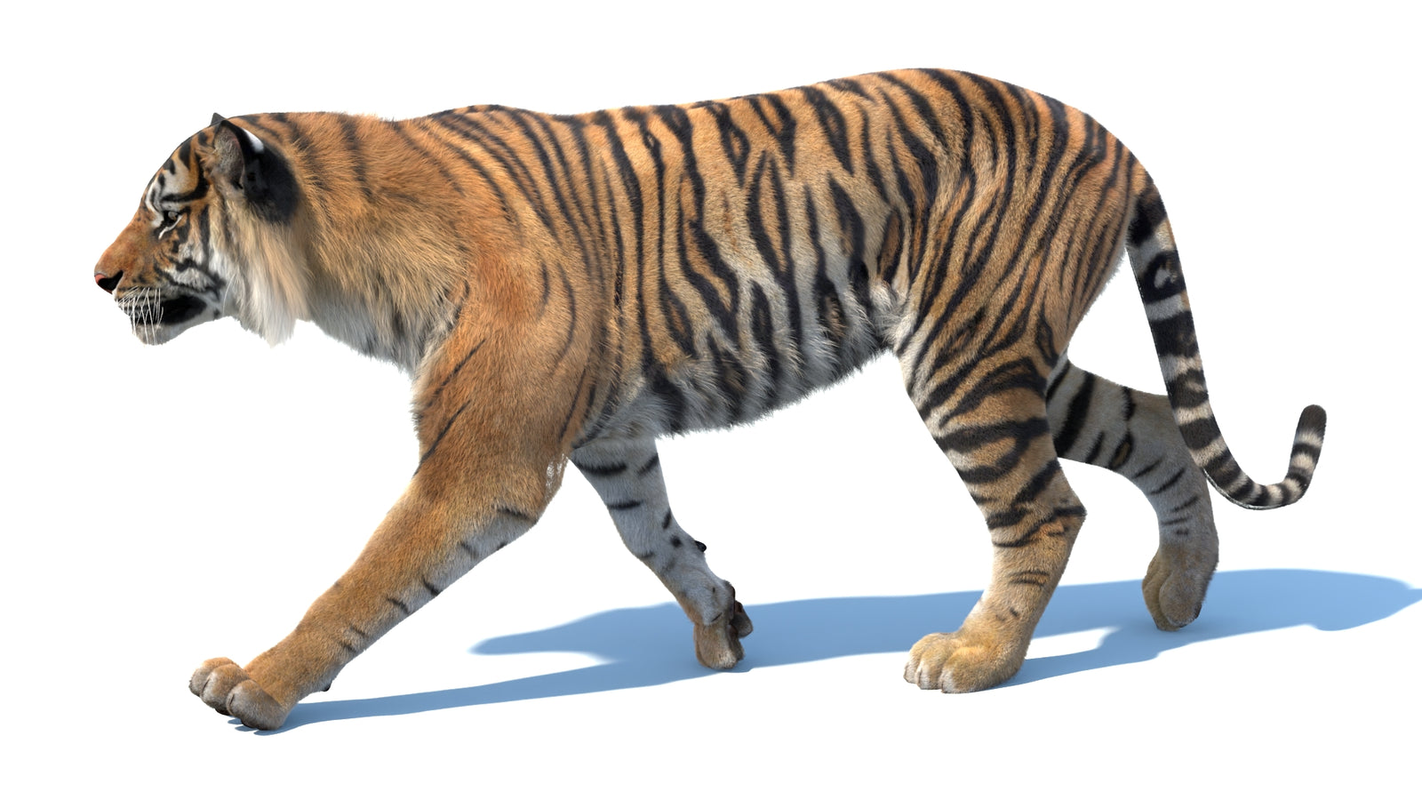 Animated Sumatran Tiger 3D Model Fur 360° view 3 frame 21