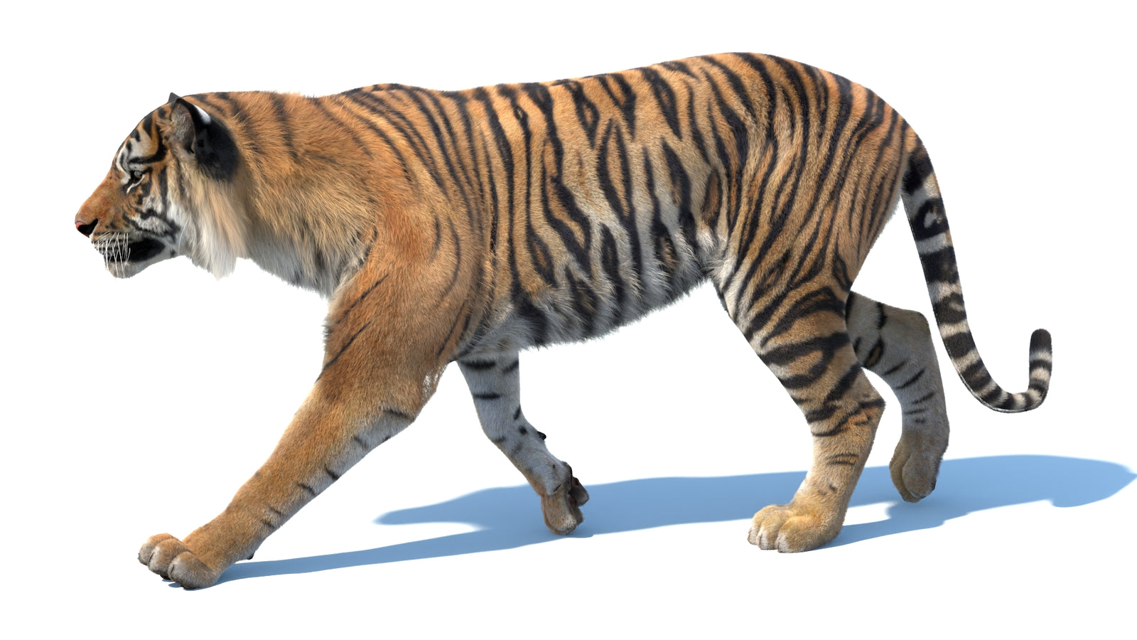 Animated Sumatran Tiger 3D Model Fur 360° view 3 frame 22