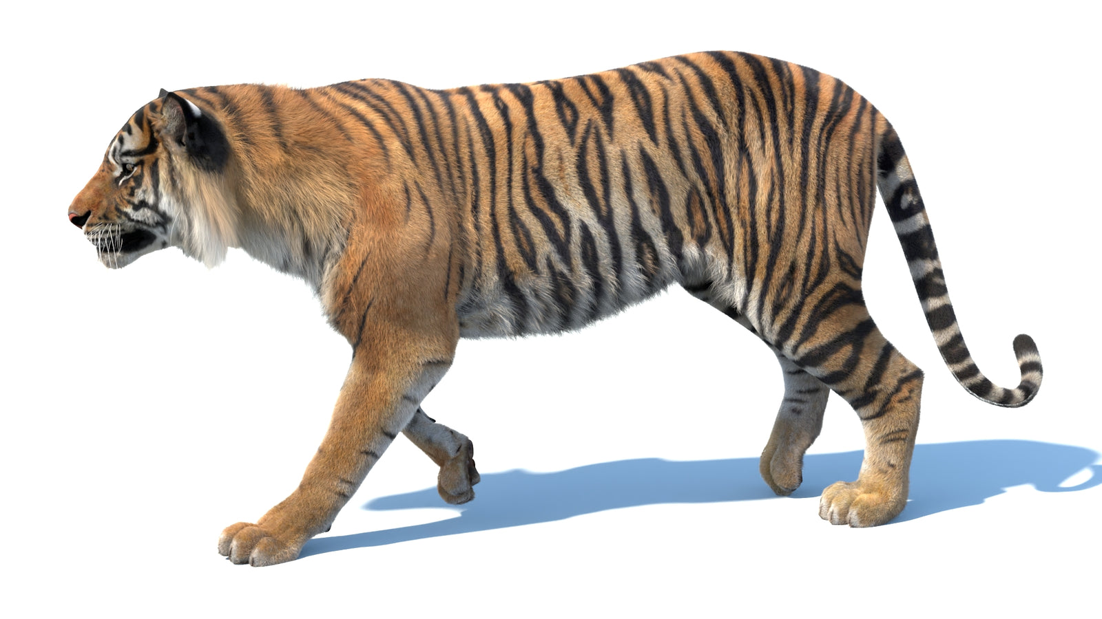 Animated Sumatran Tiger 3D Model Fur 360° view 3 frame 26