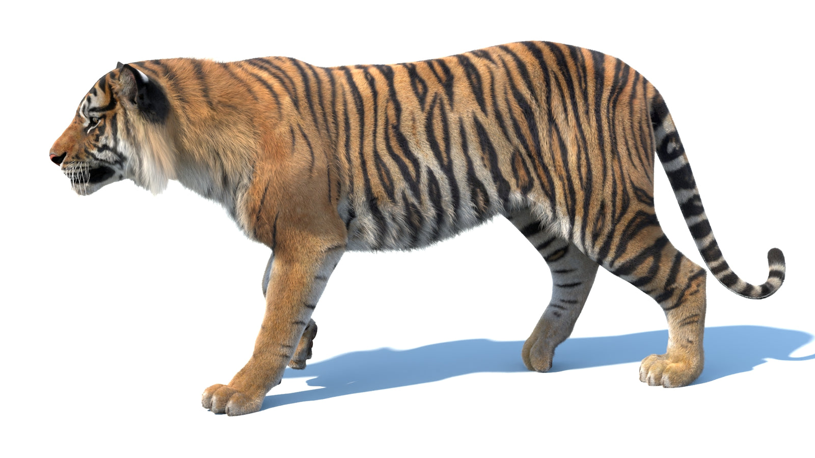 Animated Sumatran Tiger 3D Model Fur 360° view 3 frame 28