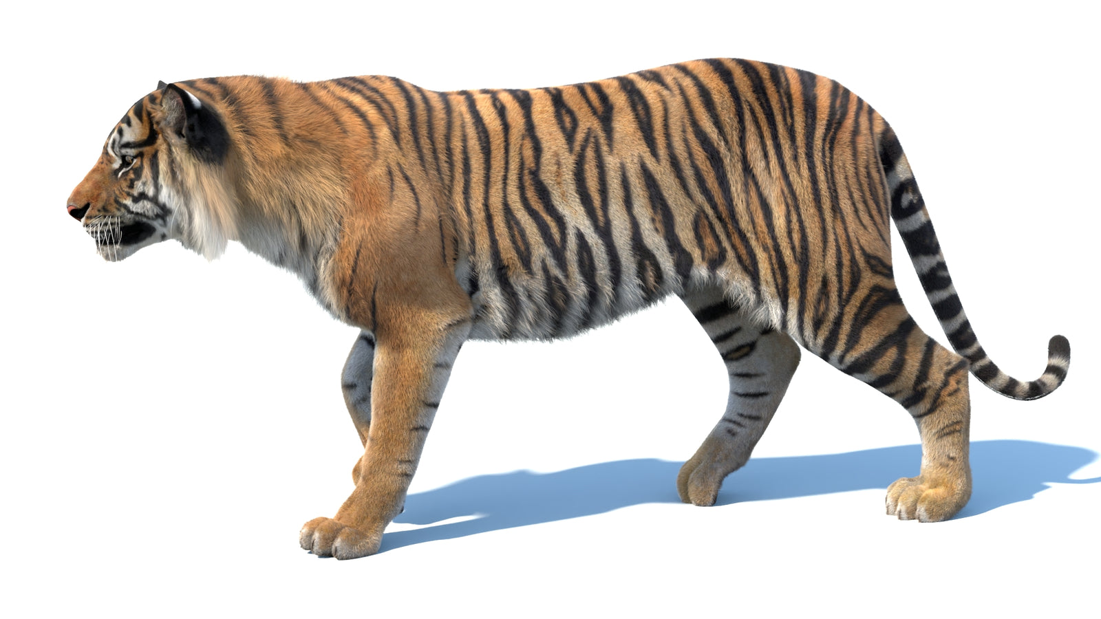 Animated Sumatran Tiger 3D Model Fur 360° view 3 frame 29