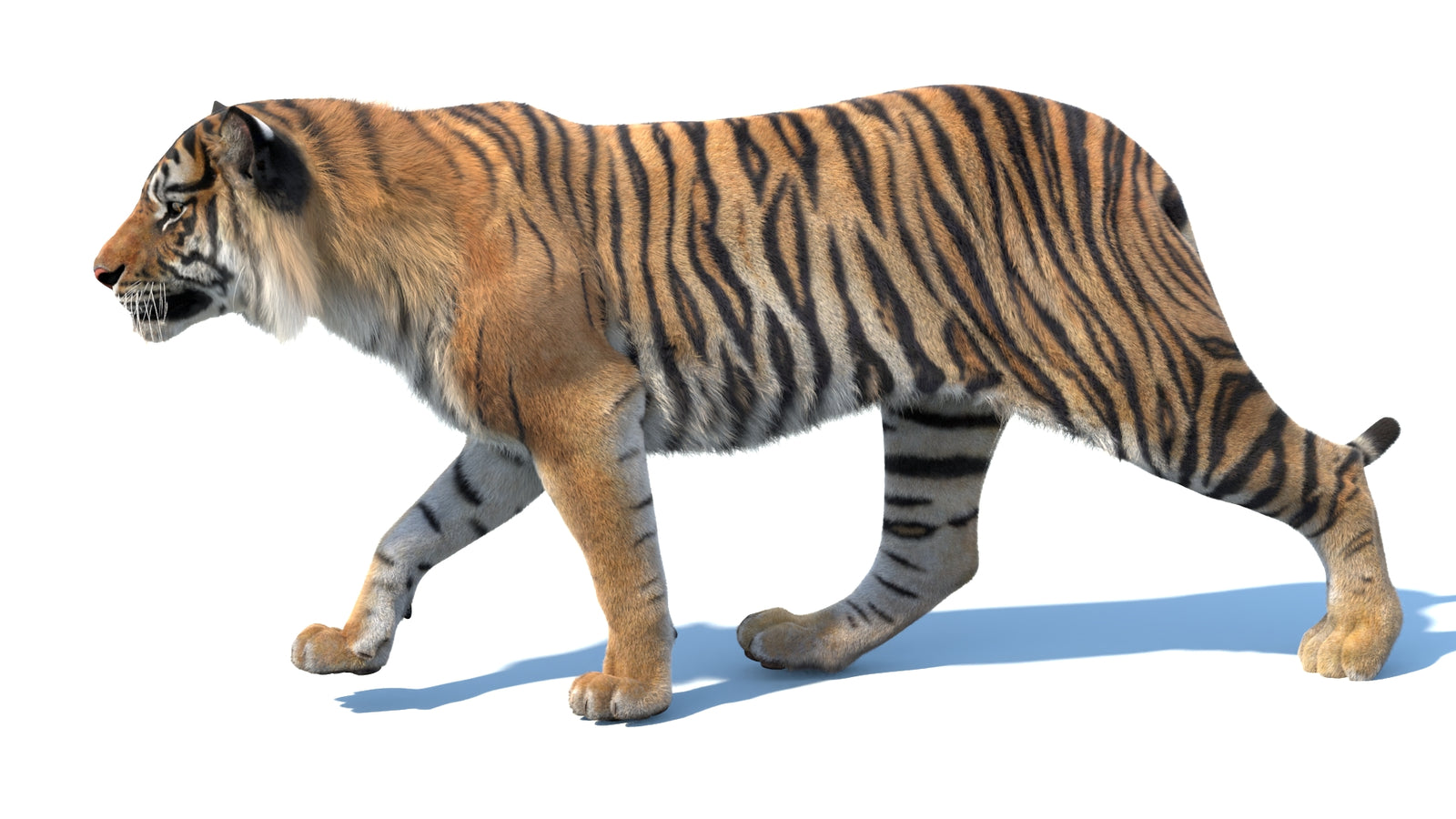 Animated Sumatran Tiger 3D Model Fur 360° view 3 frame 34
