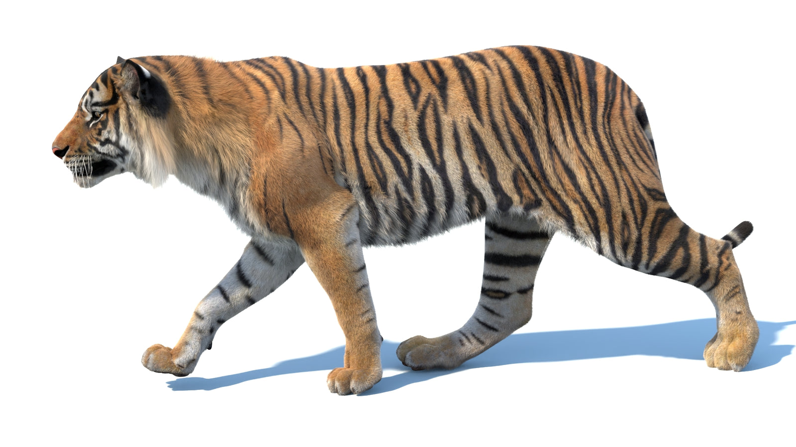 Animated Sumatran Tiger 3D Model Fur 360° view 3 frame 35