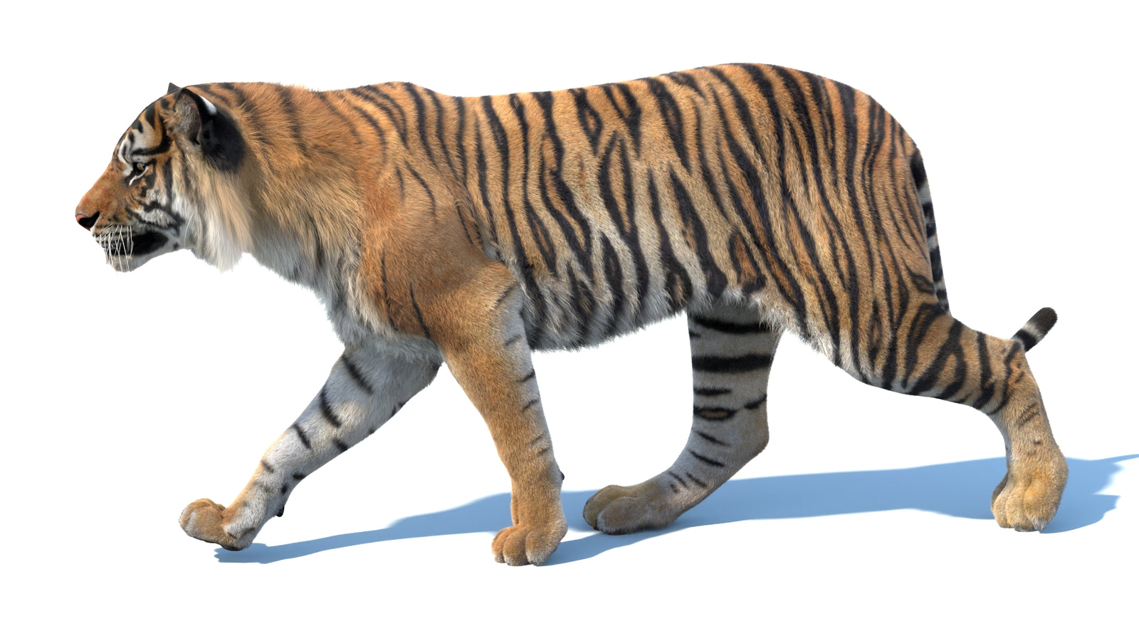 Animated Sumatran Tiger 3D Model Fur 360° view 3 frame 36