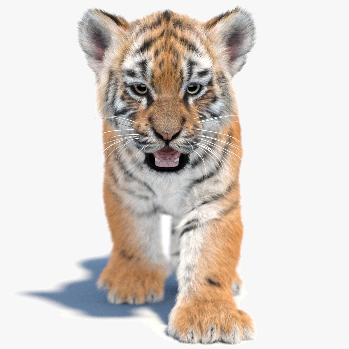 Animated Tiger Cub 3D Model with Groomed Hair