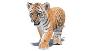 Animated Tiger Cub 3D Model with Groomed Hair