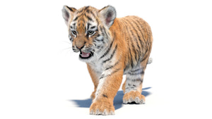 Animated Tiger Cub 3D Model with Groomed Hair Thumbnail