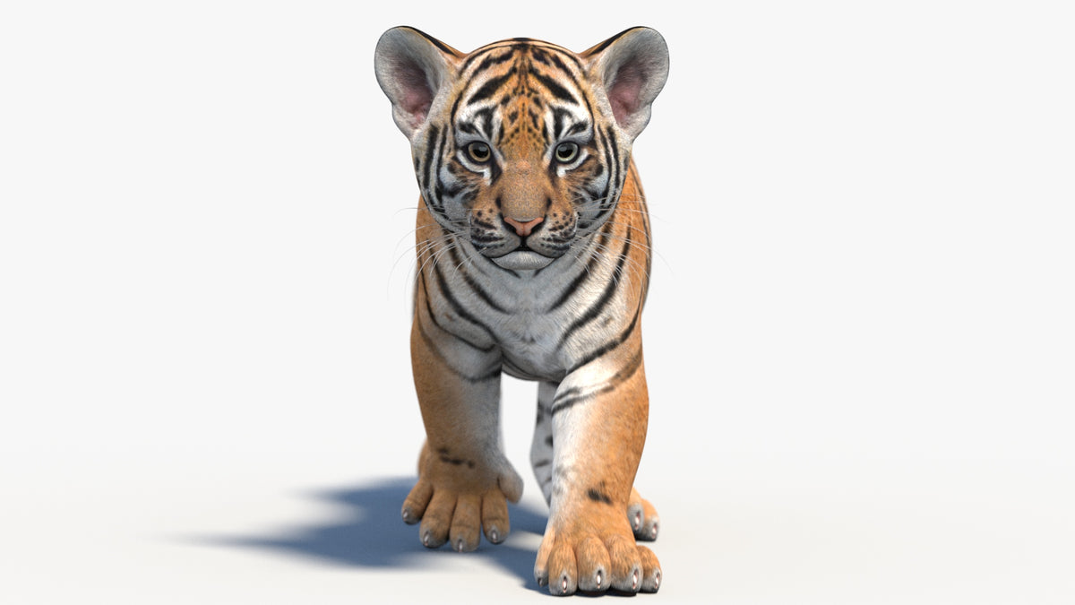 Animated Tiger Cub 3D Model - Game-Ready