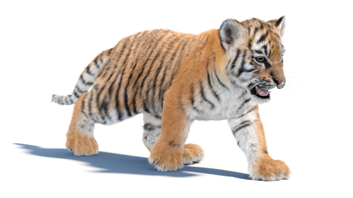 Tiger Cub 3D Model with Groomed Hair Animated 