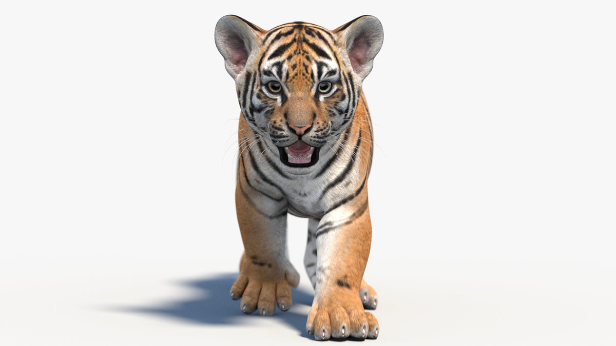 Animated Tiger Cub 3D Model - Game-Ready