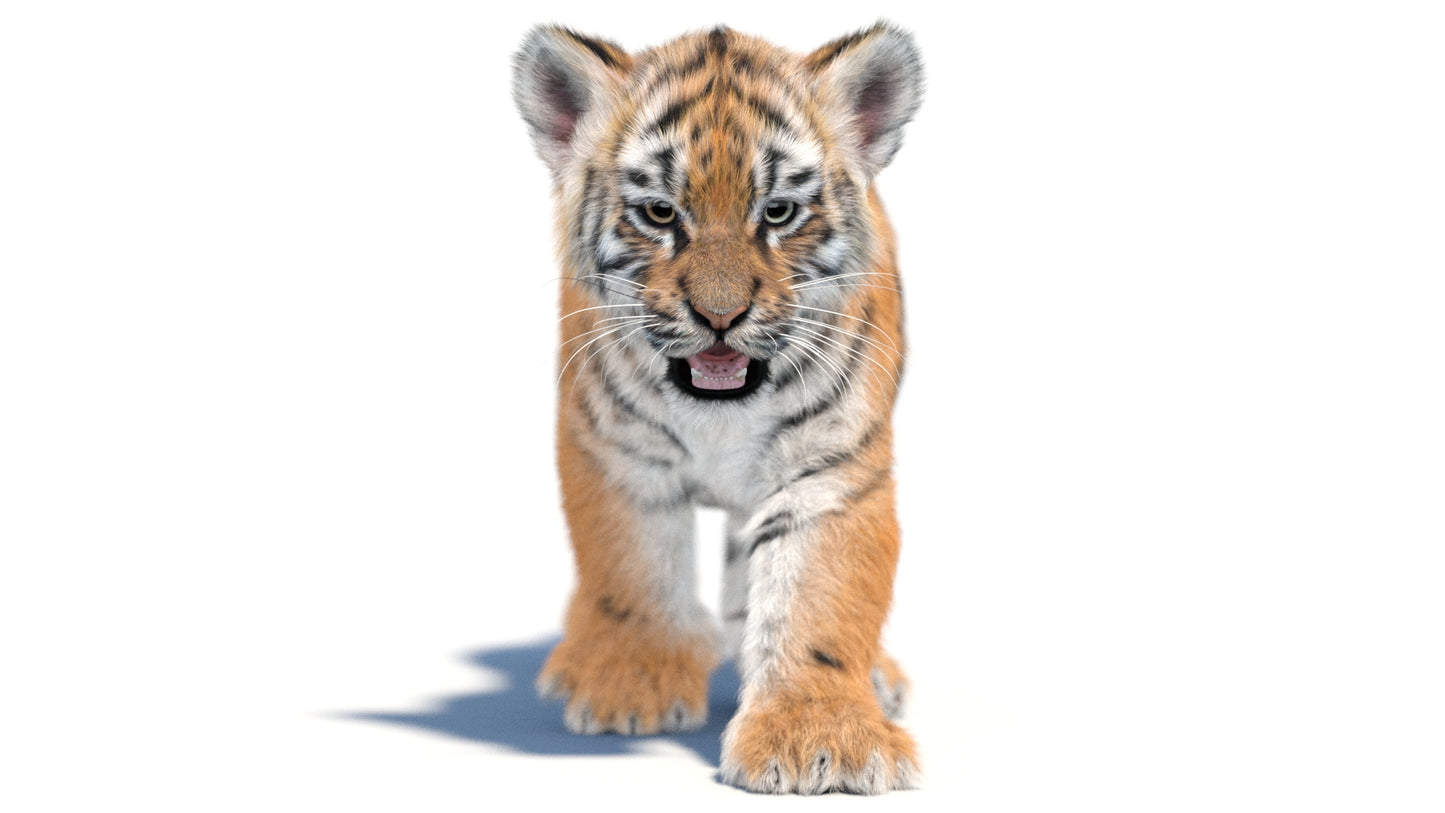 Animated Tiger Cub 3D Model with Groomed Hair