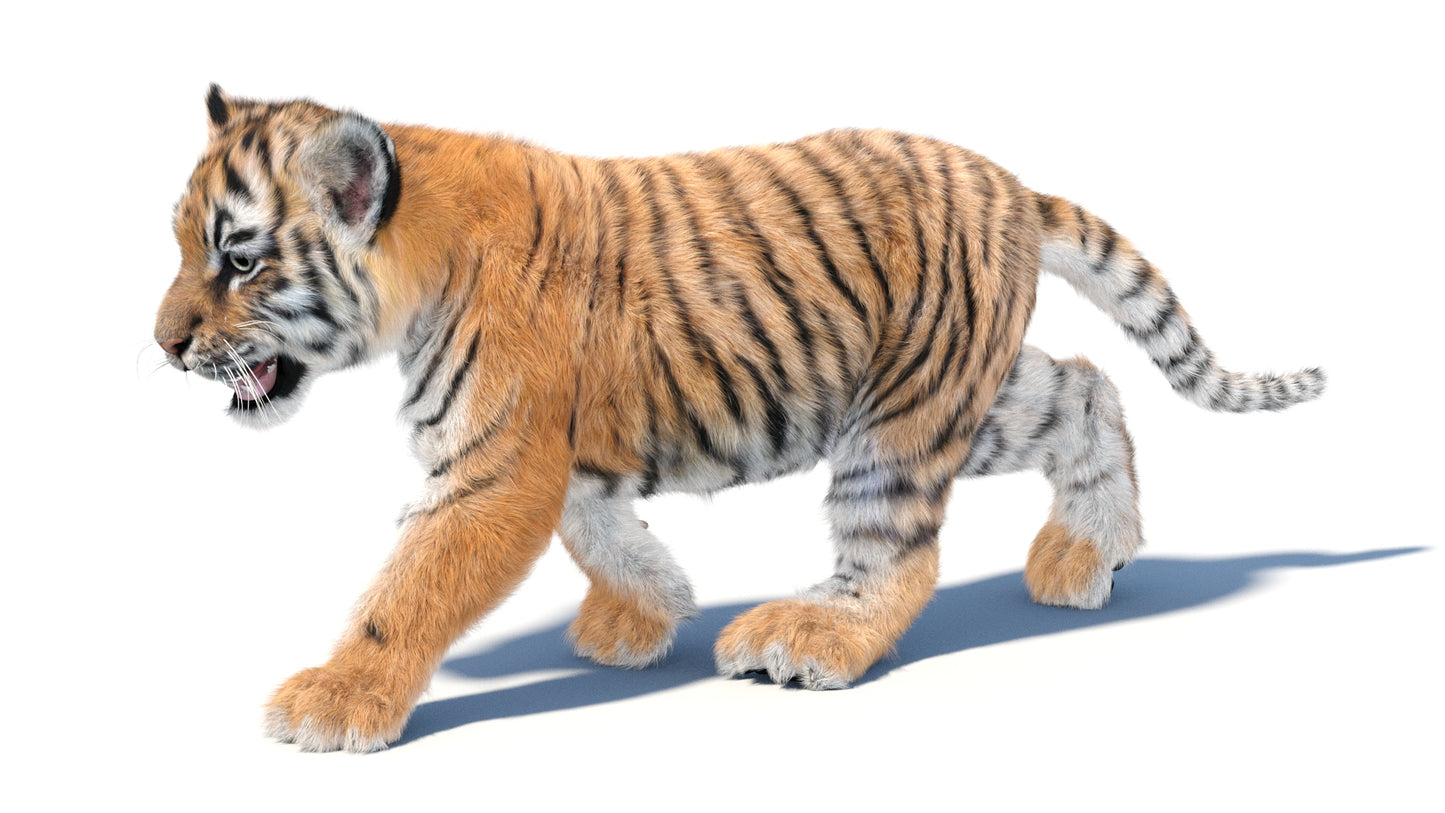 Animated Tiger Cub 3D Model with Groomed Hair
