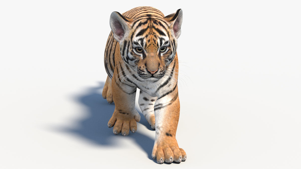 Animated Tiger Cub 3D Model - Game-Ready