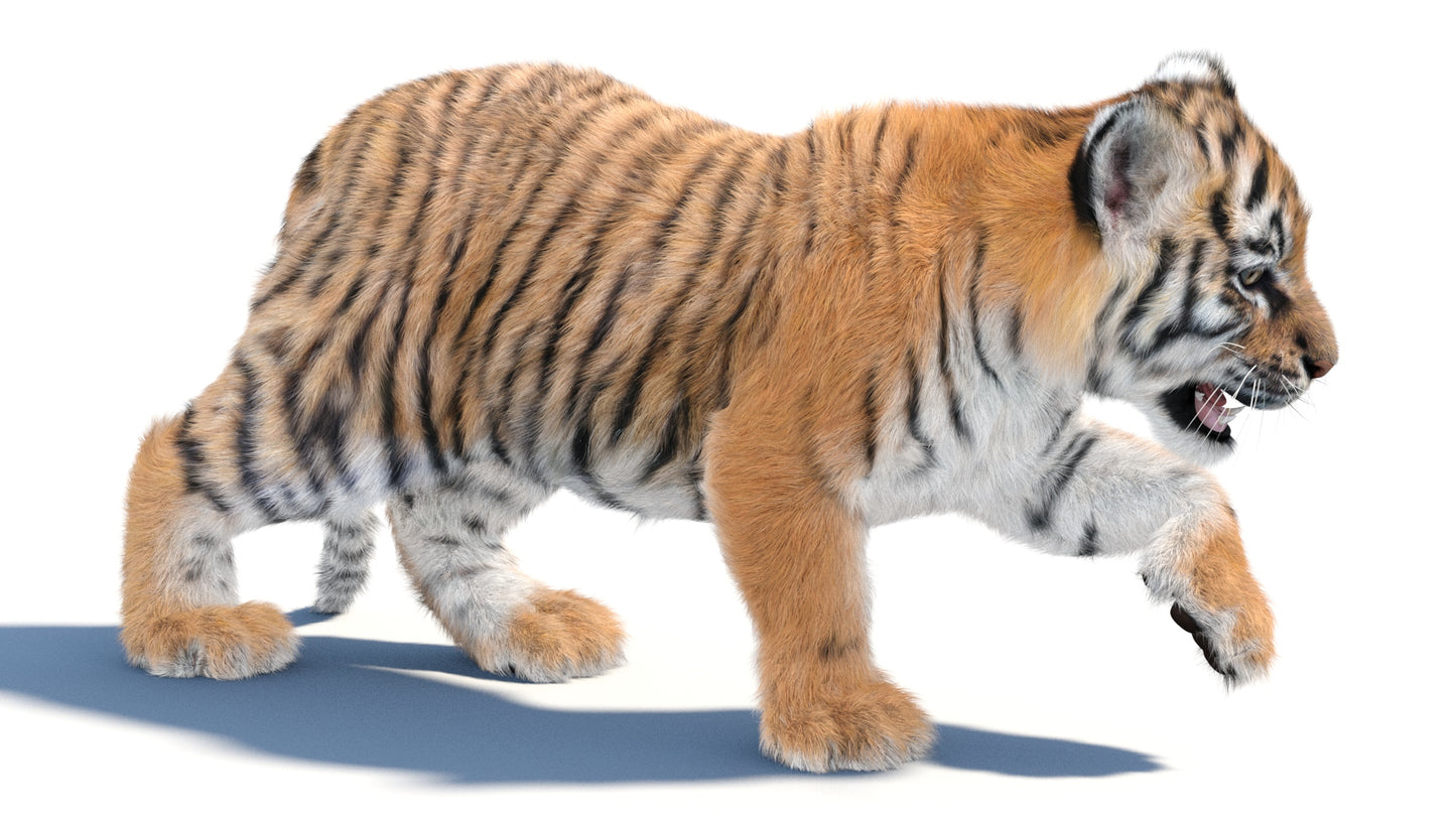 Animated Tiger Cub 3D Model with Groomed Hair