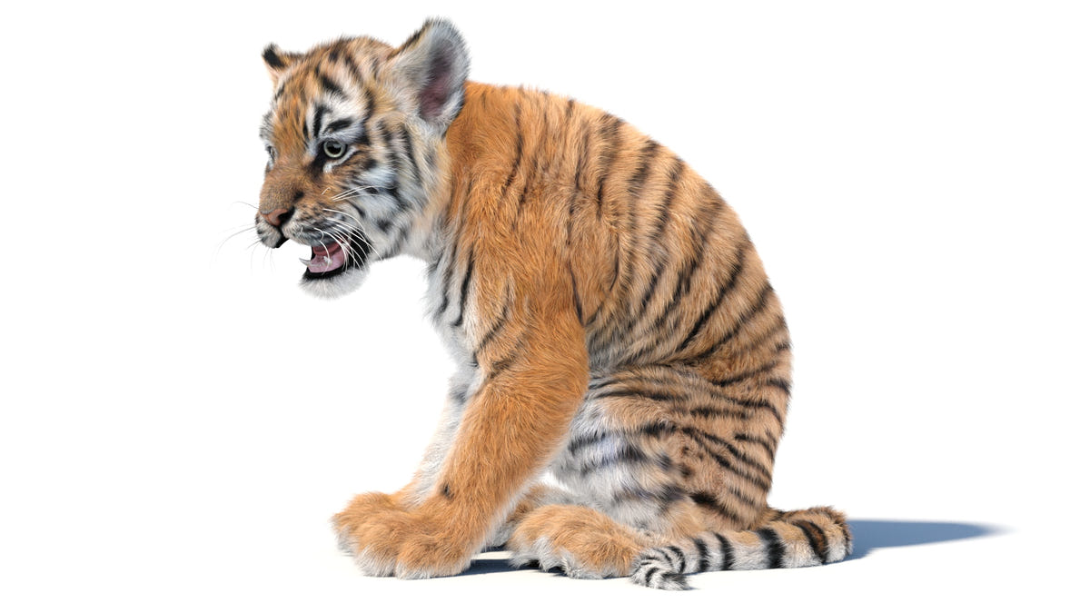 Animated Baby Tiger 3D Model with Realistic Groomed Fur sitting