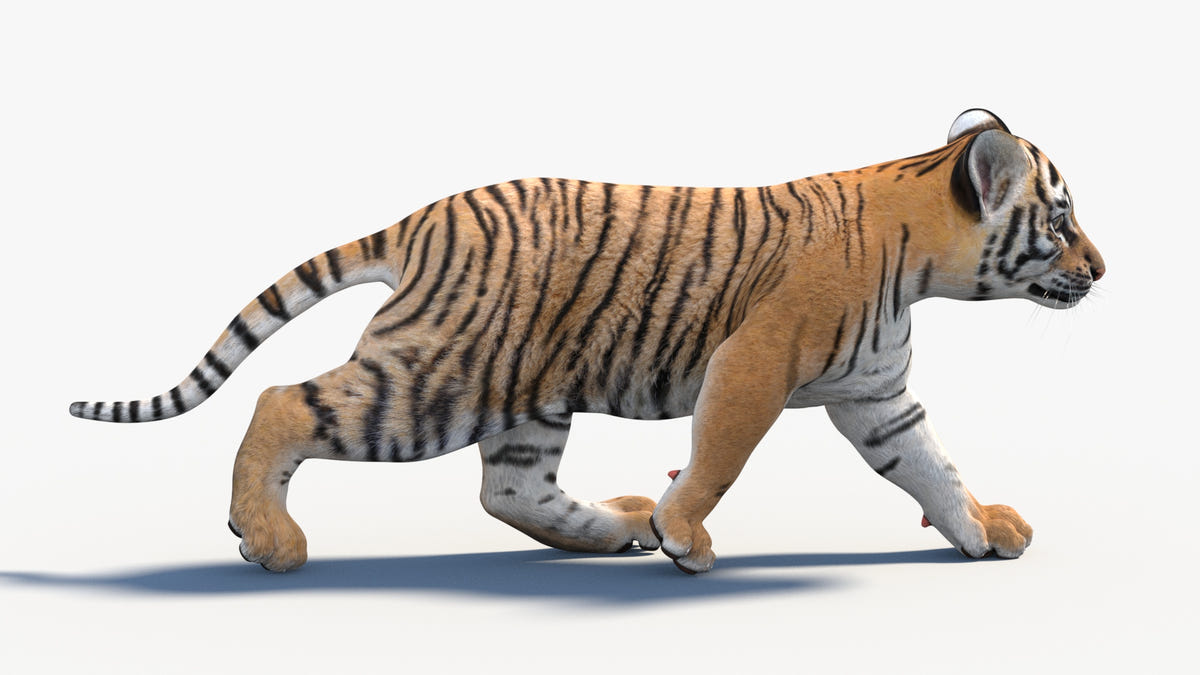 3D rendering of a tiger cub walking on a white background
