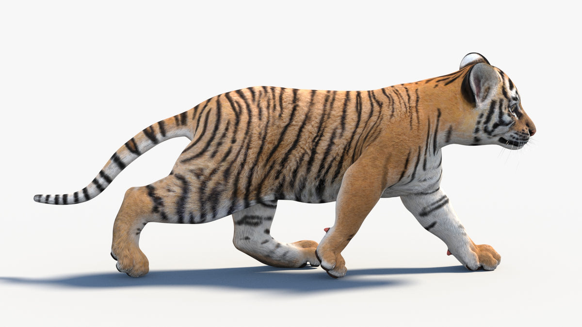 3D rendering of a tiger cub walking on a white background