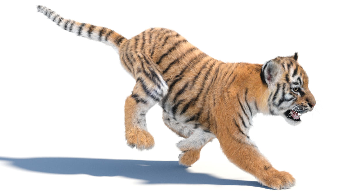 Animated Baby Tiger 3D Model with Realistic Groomed Fur Running