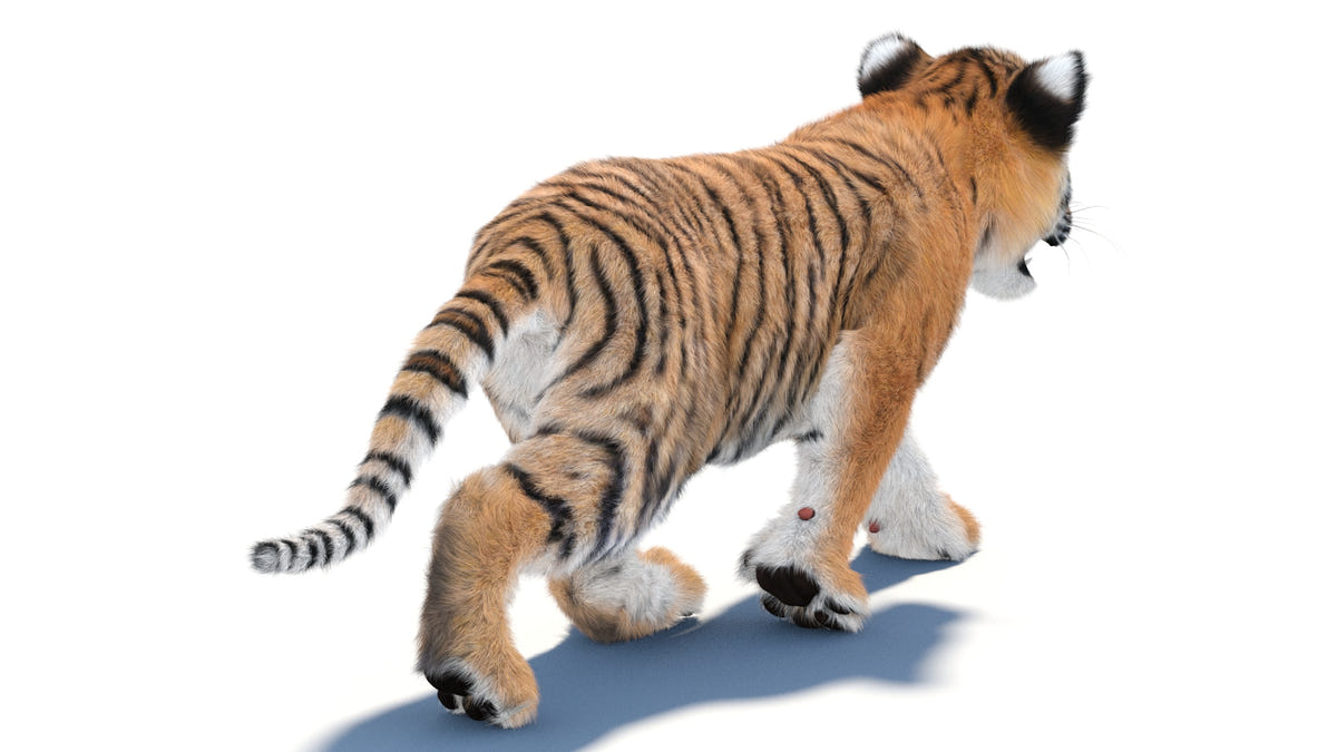 Animated Baby Tiger 3D Model with Realistic Groomed Fur walking