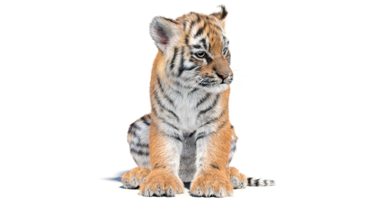 Animated Baby Tiger 3D Model with Realistic Groomed Fur sitting